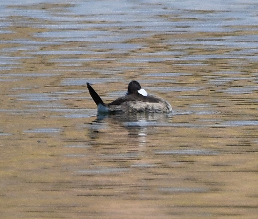 DSC_5140b.jpg
