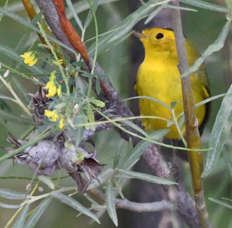 DSC_5270b.jpg