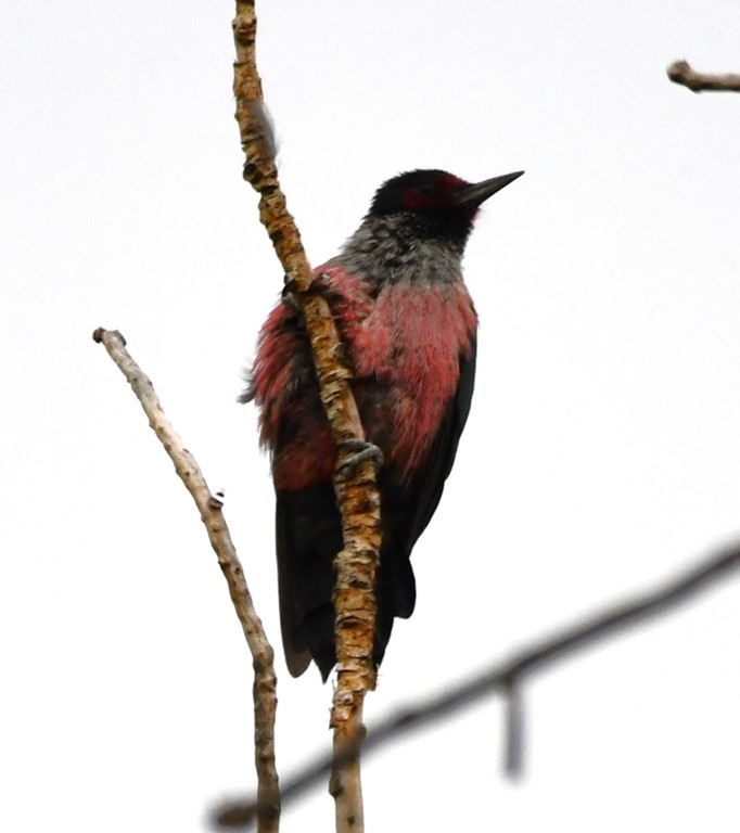 DSC_5365b.jpg