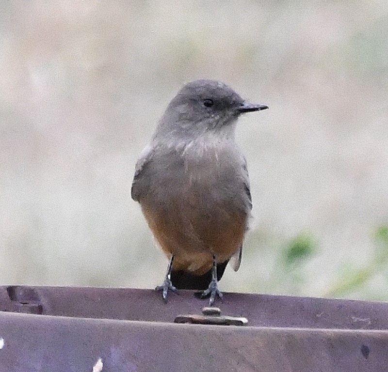 DSC_5372b.jpg