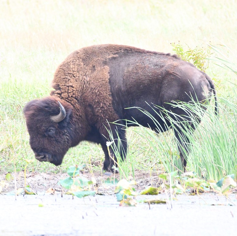 DSC_6149b.jpg
