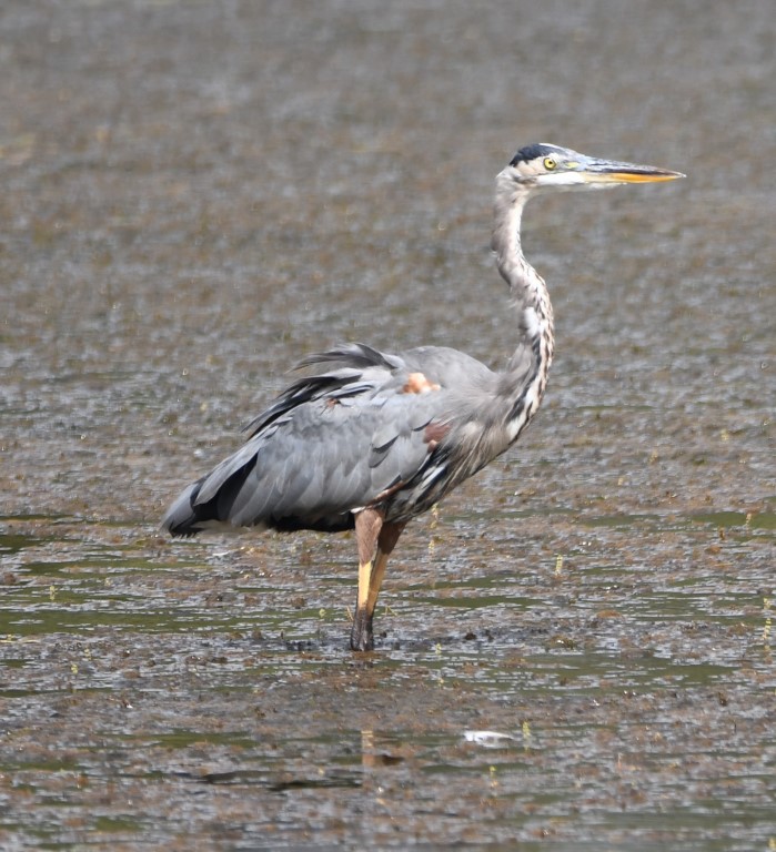 DSC_6326b.jpg