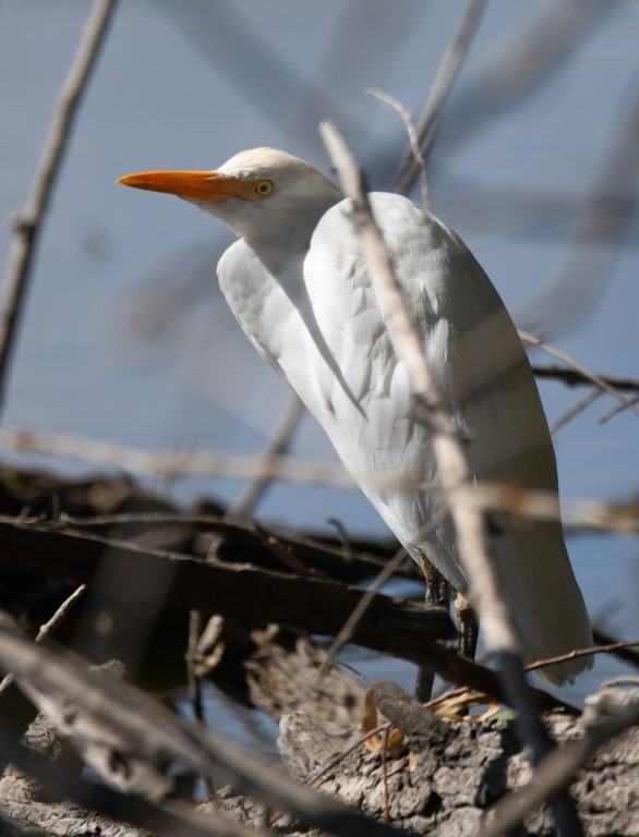 DSC_6457b.jpg