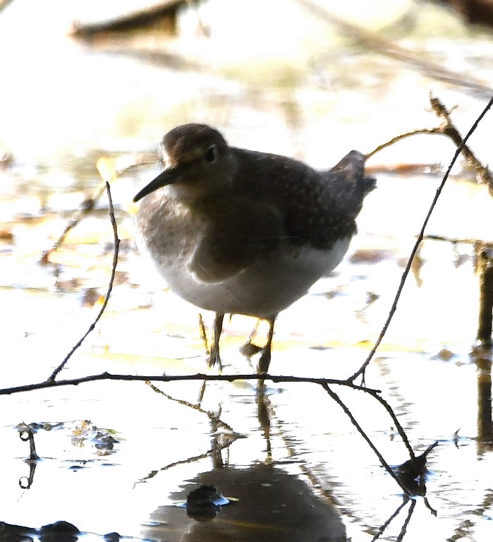 DSC_6462b.jpg