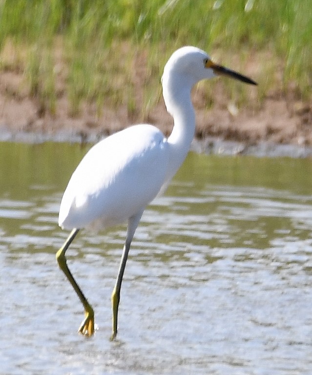 DSC_6478b.jpg