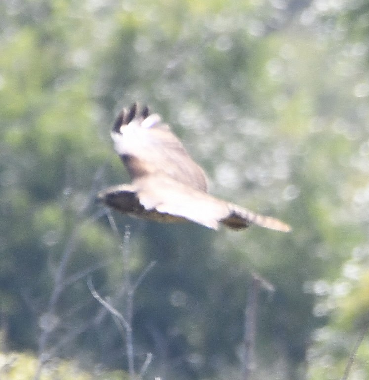 DSC_6536b.jpg