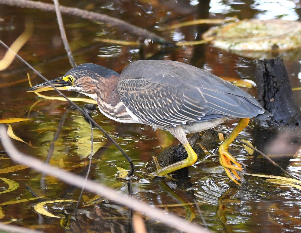 DSC_6569b.jpg