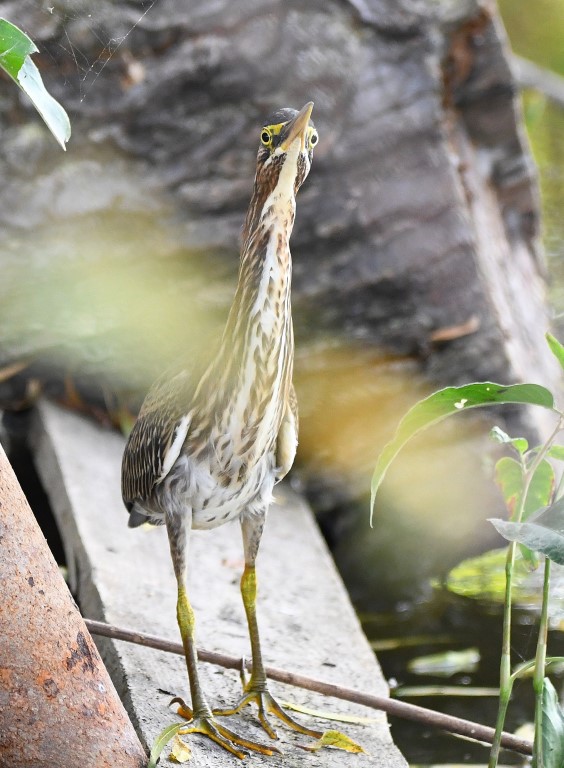 DSC_6601b.jpg