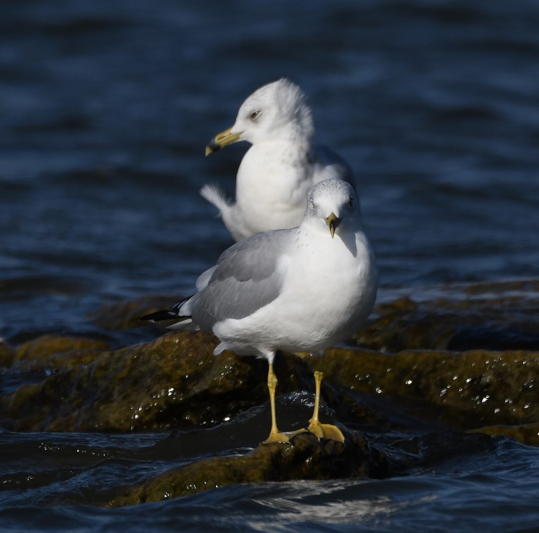 DSC_6624b.jpg