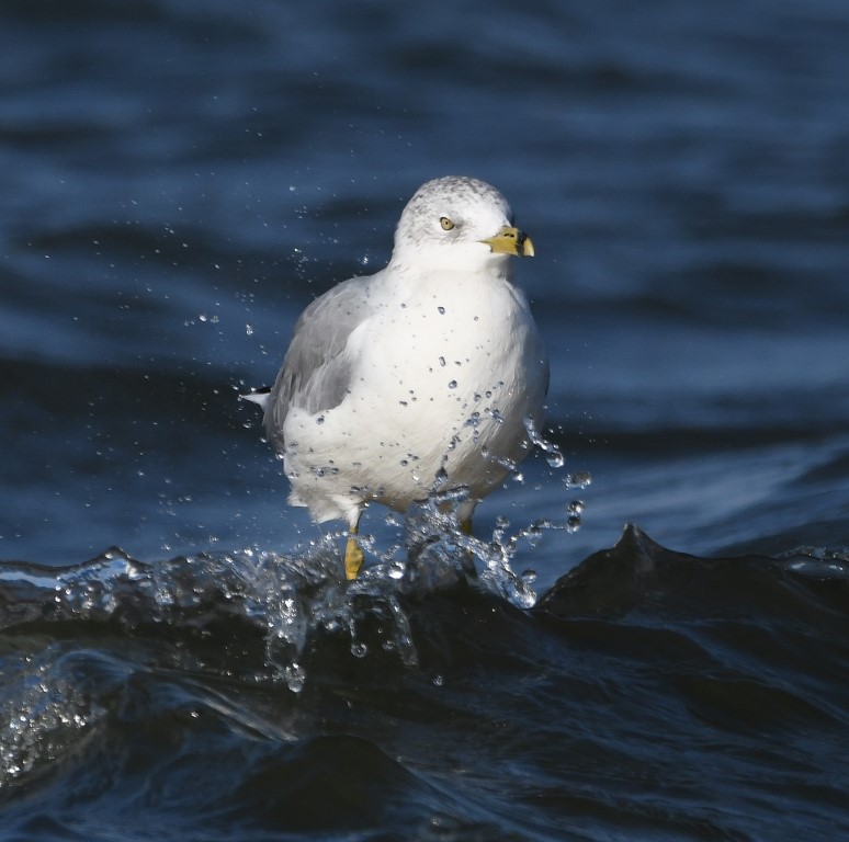 DSC_6625b.jpg