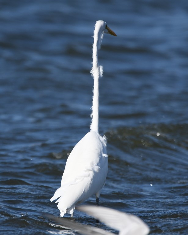 DSC_6626b.jpg