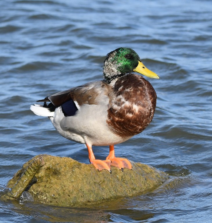 DSC_6642b.jpg