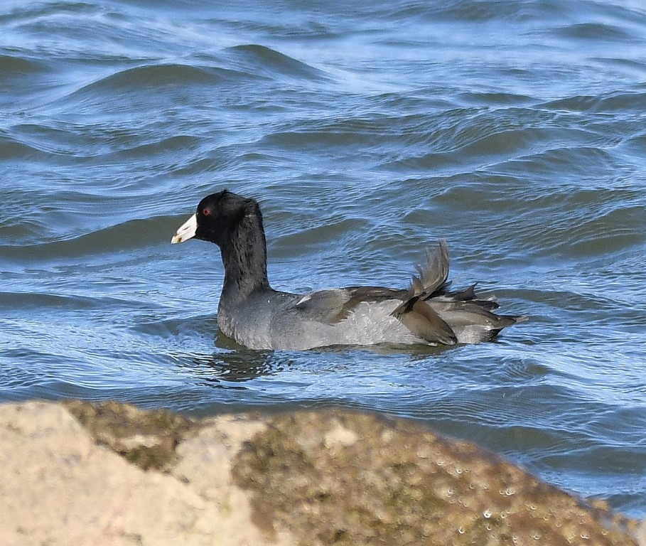 DSC_6644b.jpg