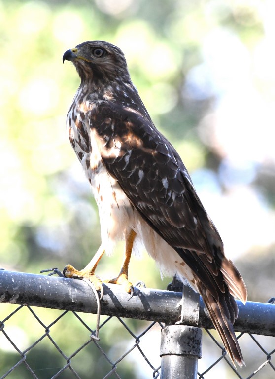 DSC_6653b.jpg