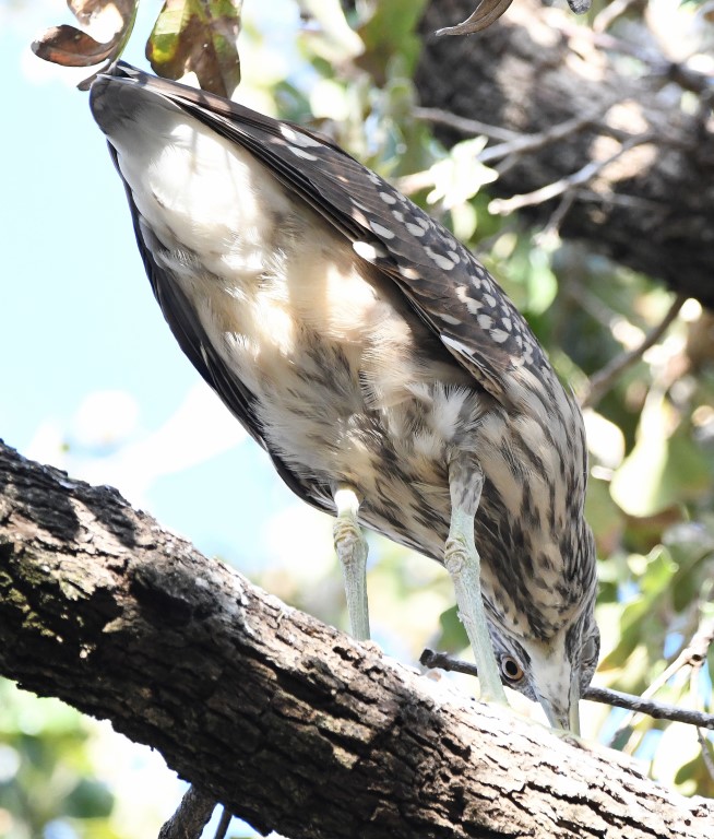 DSC_6663b.jpg