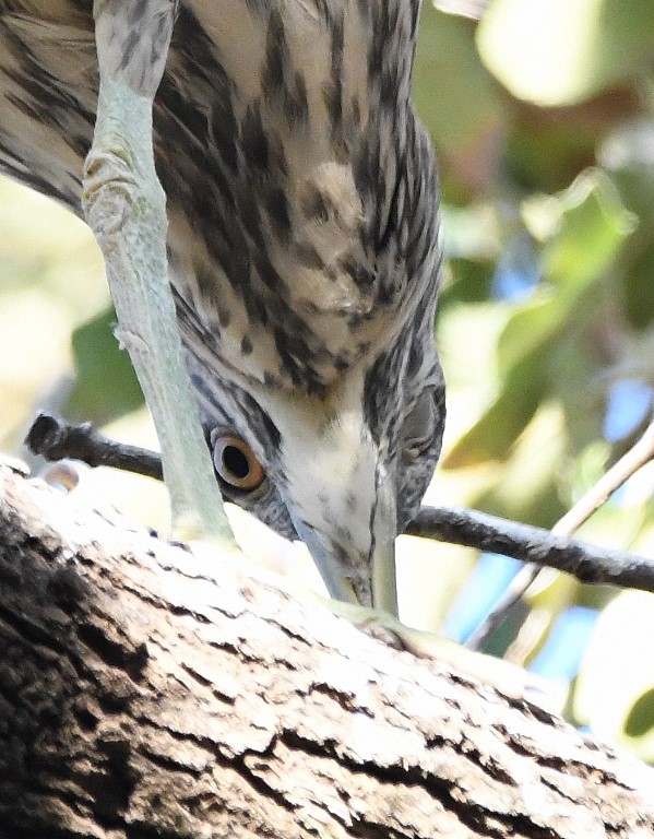 DSC_6664b.jpg