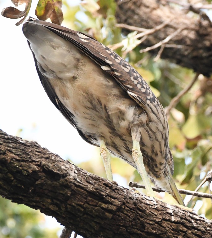 DSC_6672b.jpg