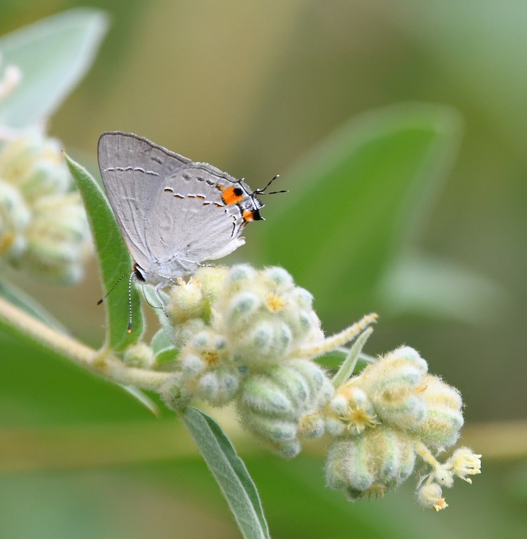 DSC_6721b.jpg