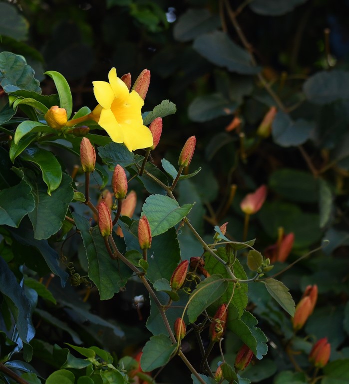 DSC_4152b.jpg