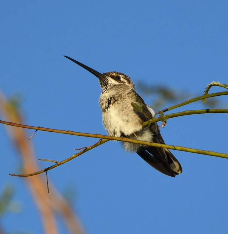 DSC_4380b.jpg