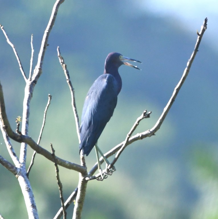 DSC_4551b.jpg