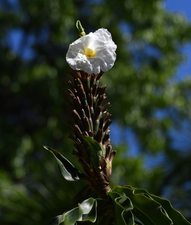 DSC_4608b.jpg
