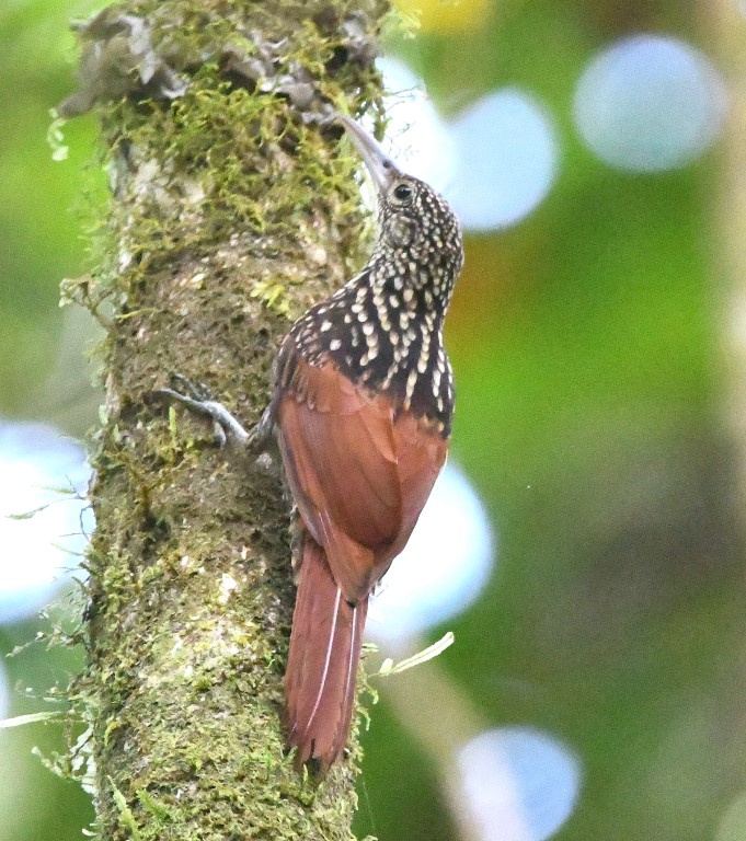 DSC_4651b.jpg