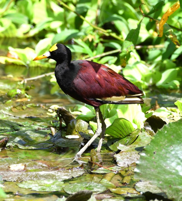 DSC_4668b.jpg