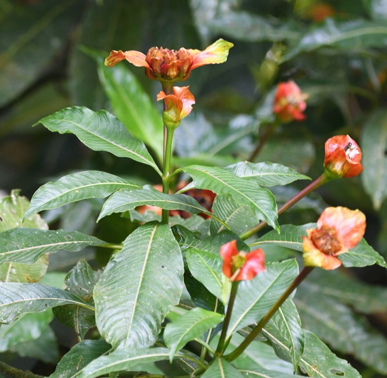 DSC_4677b.jpg