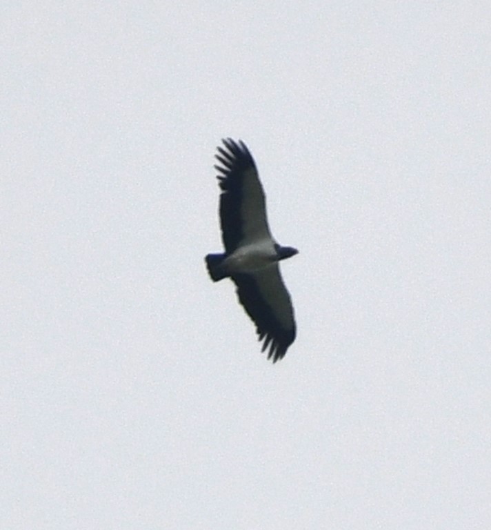 DSC_4691b.jpg