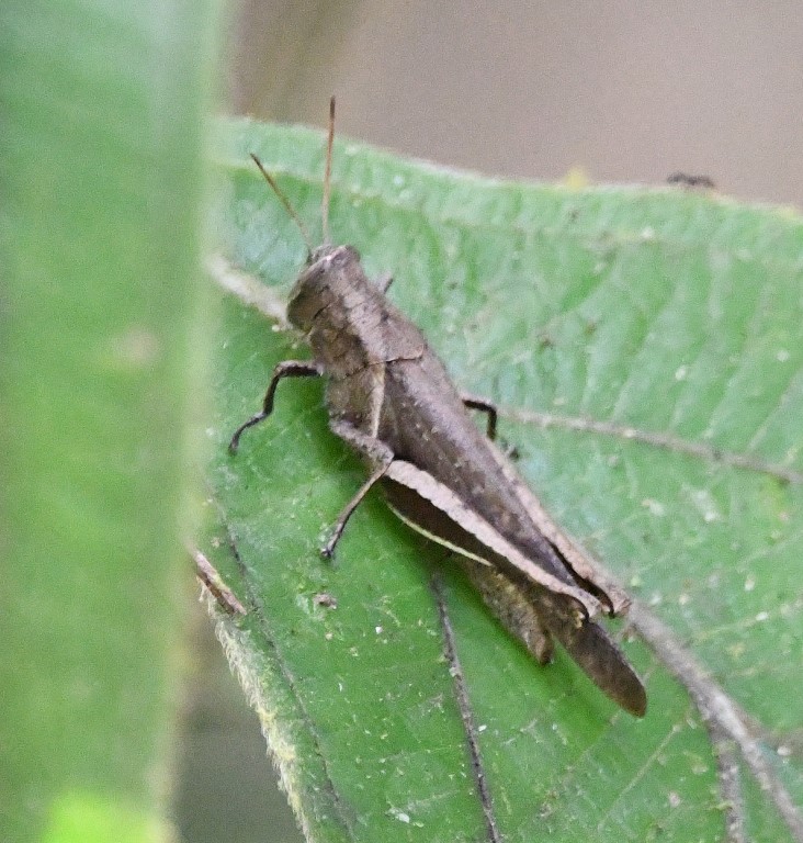DSC_4749b.jpg