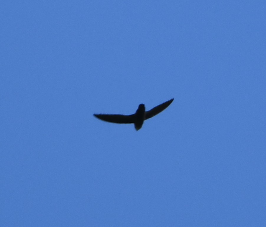 DSC_4816b.jpg