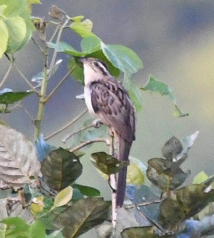 DSC_4984b.jpg