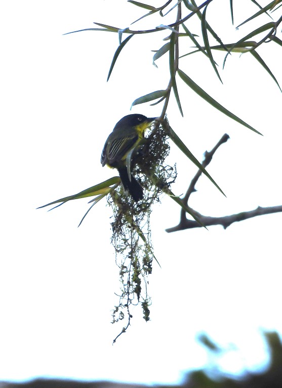 DSC_4993b.jpg
