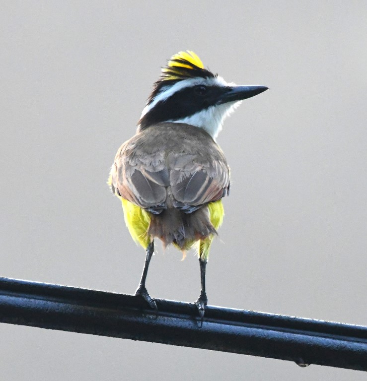 DSC_5144b.jpg