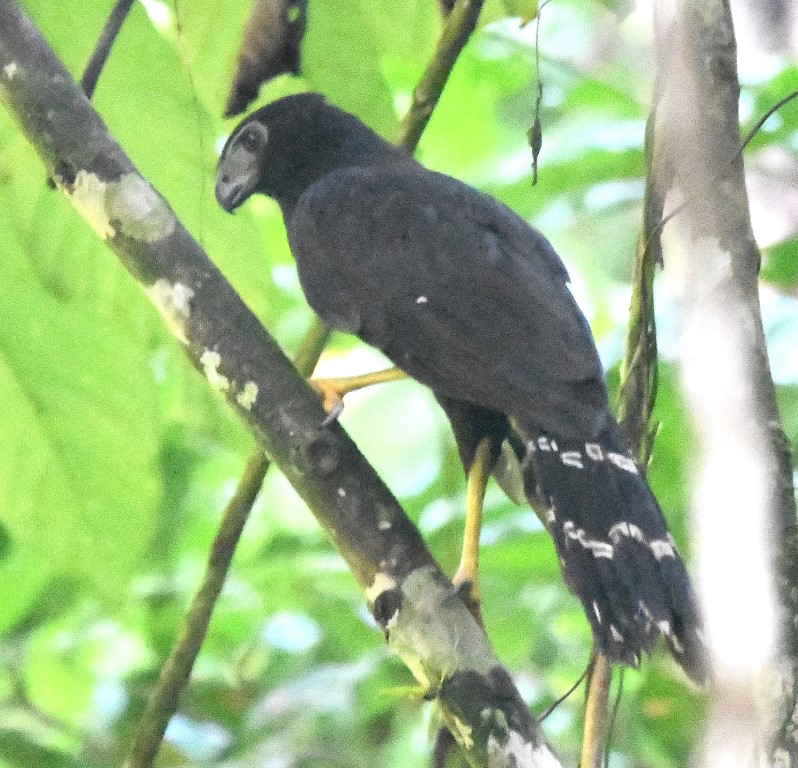DSC_5250b.jpg