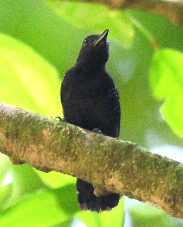 DSC_5373b.jpg