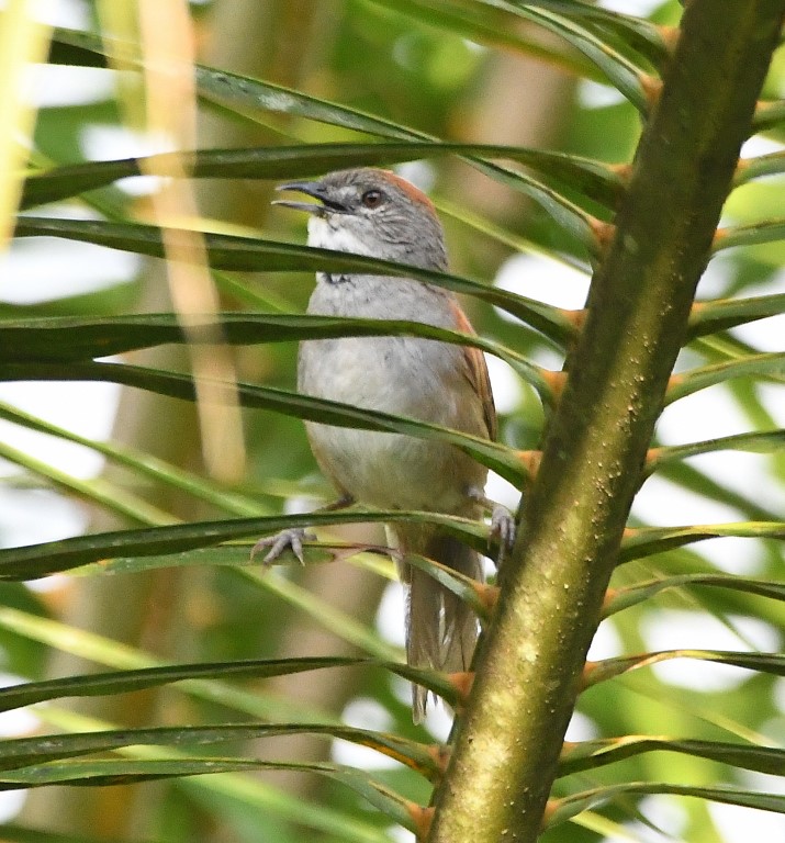 DSC_5926b.jpg