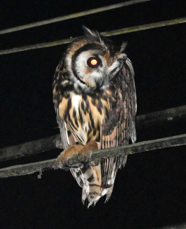 DSC_6057b.jpg