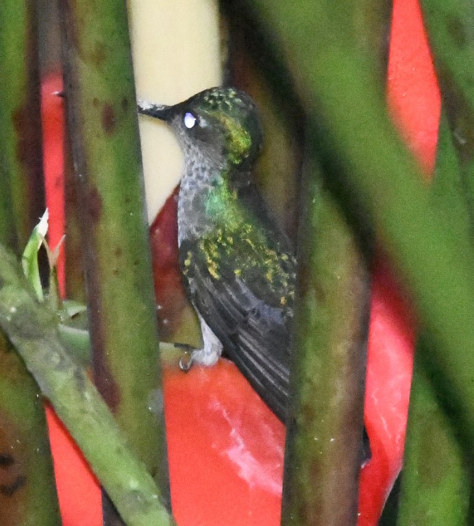 DSC_6086b.jpg