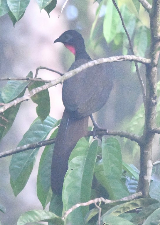 DSC_6107b.jpg