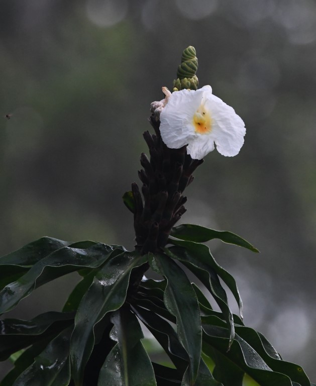 DSC_6108b.jpg