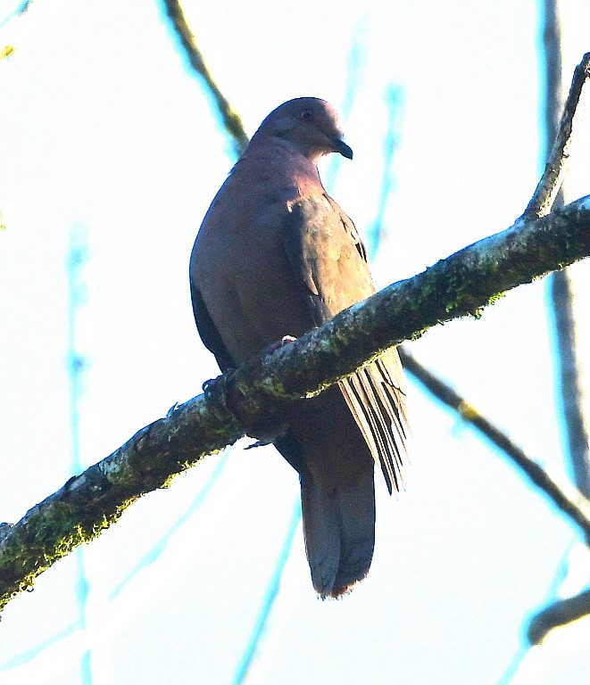 DSC_6176b.jpg