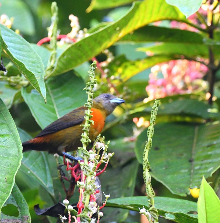 DSC_6209b.jpg