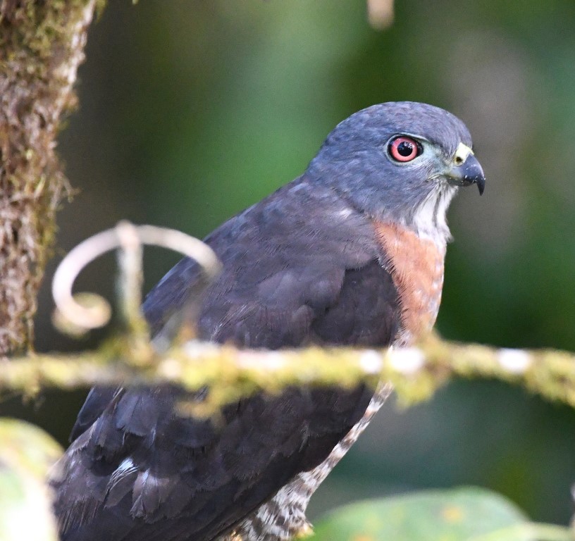 DSC_6609b.jpg
