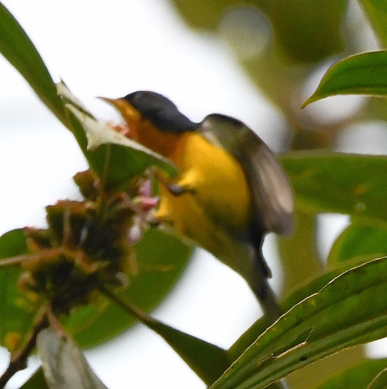 DSC_6730b.jpg