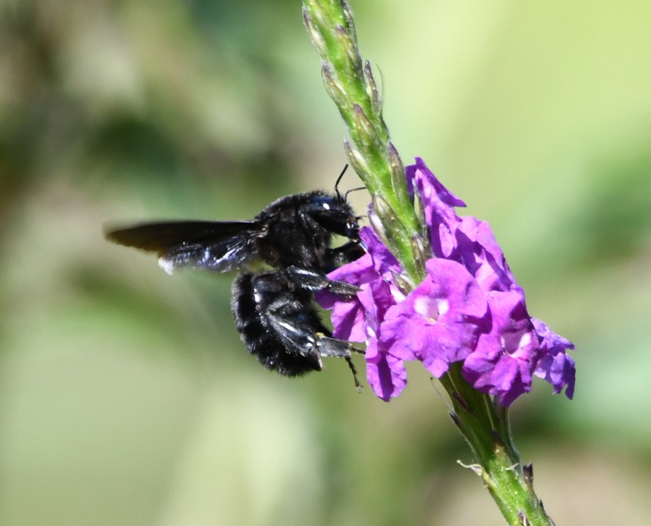 DSC_6869b.jpg