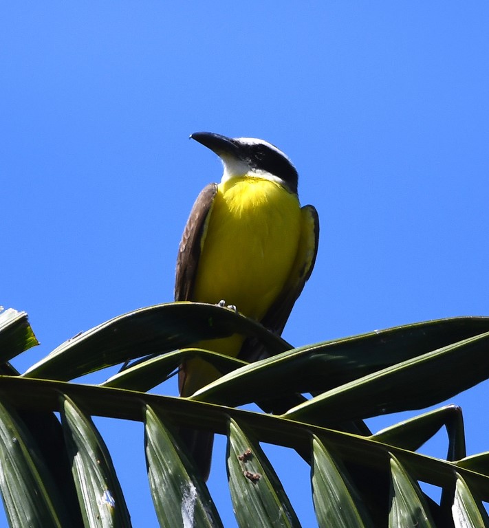 DSC_6940b.jpg