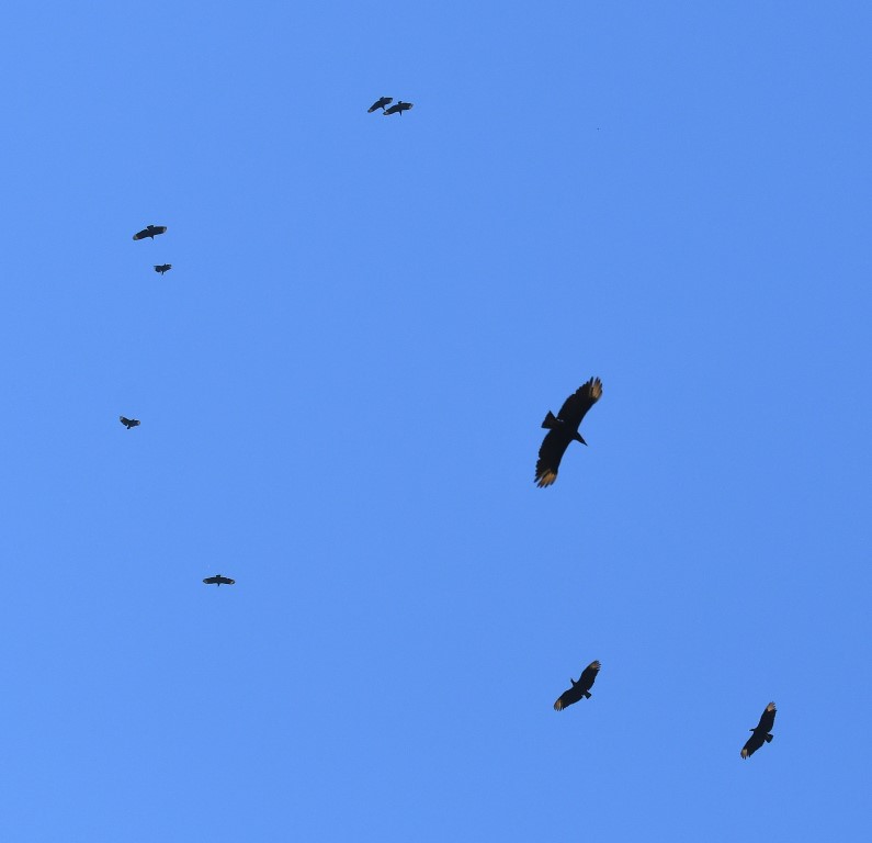 DSC_6972b.jpg
