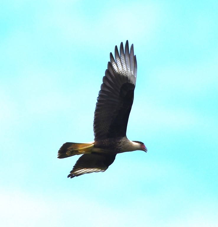DSC_7001b.jpg